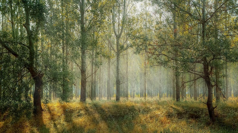 Forest Buffet