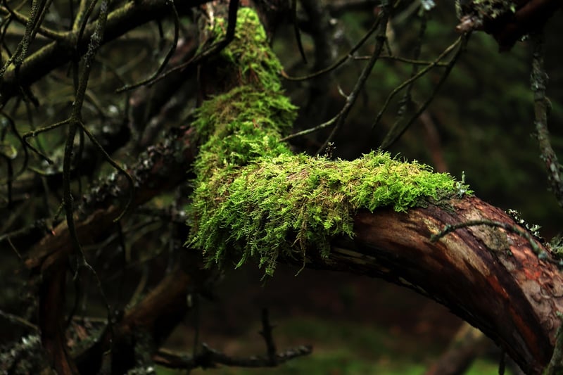 Moss Table Runners